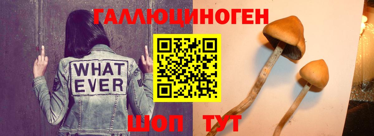 Красноперекопск  Псилоцибиновые грибы Cubensis  Вход с VPN  Галлюциногенные грибы мицелий 
